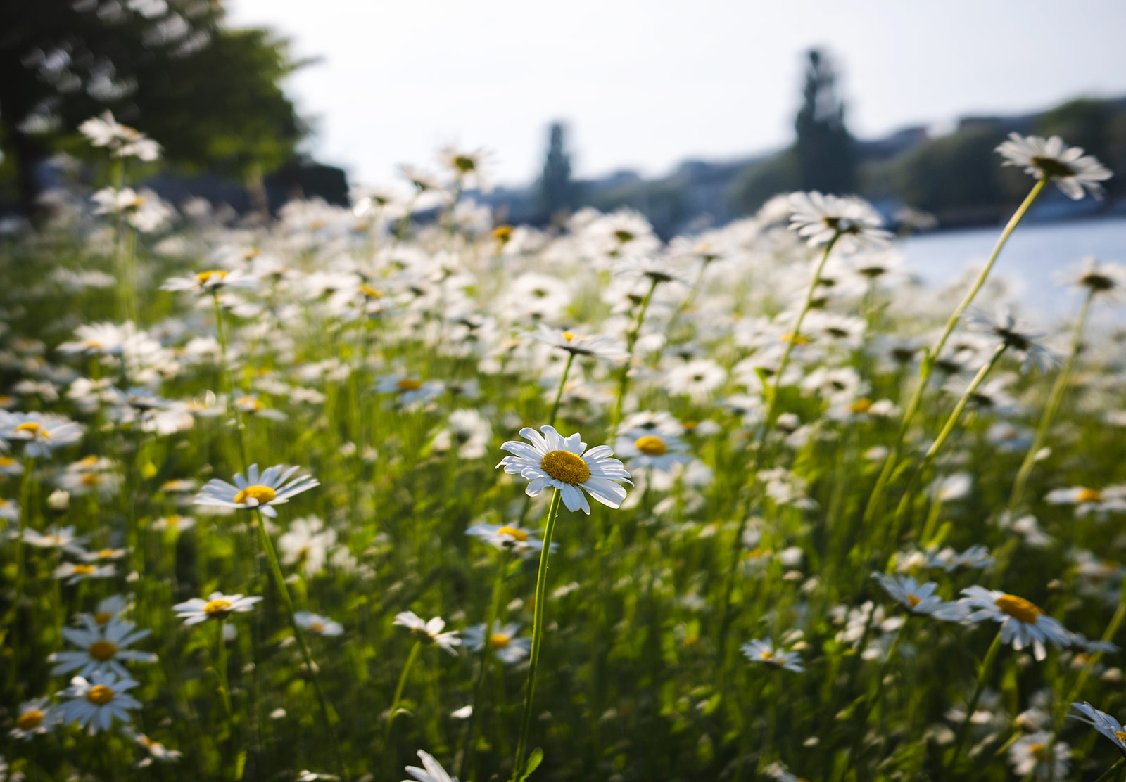 Group of oxeye daisies