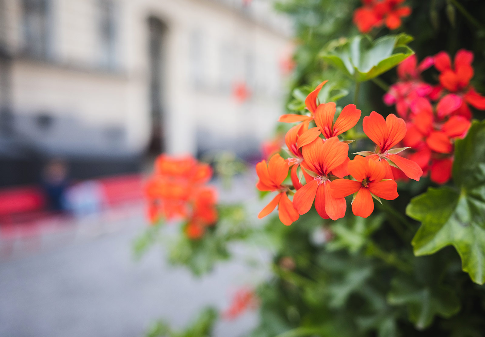 Closeup of flowers