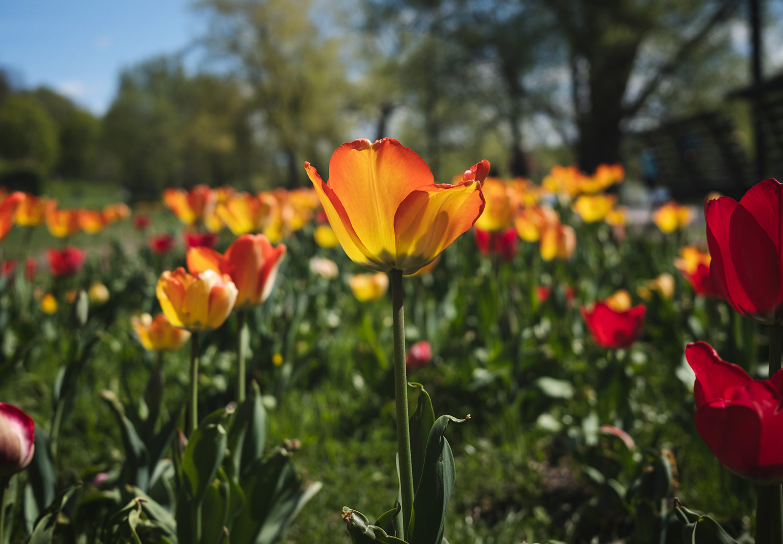 Tall tulip