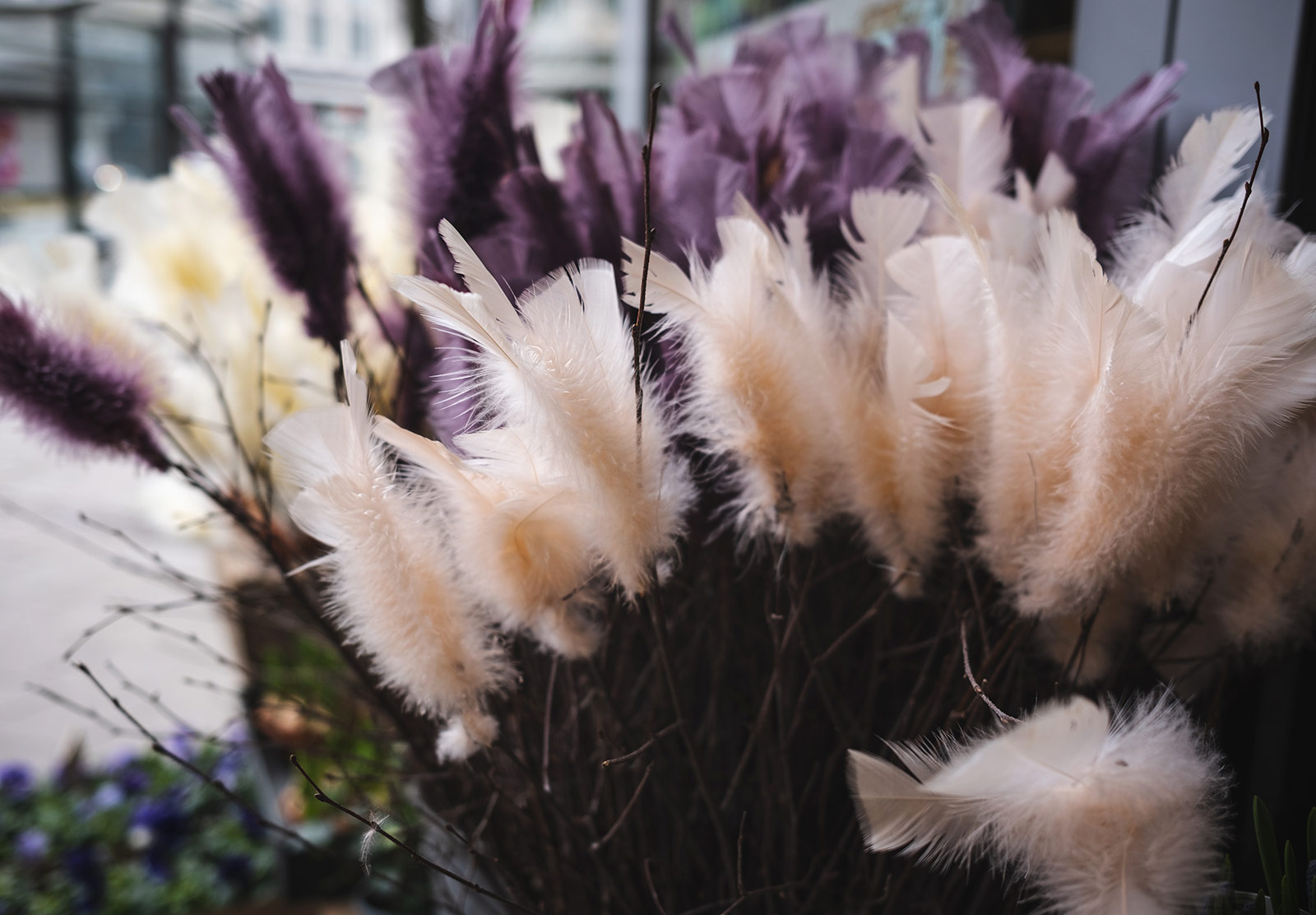 Colourful feathers
