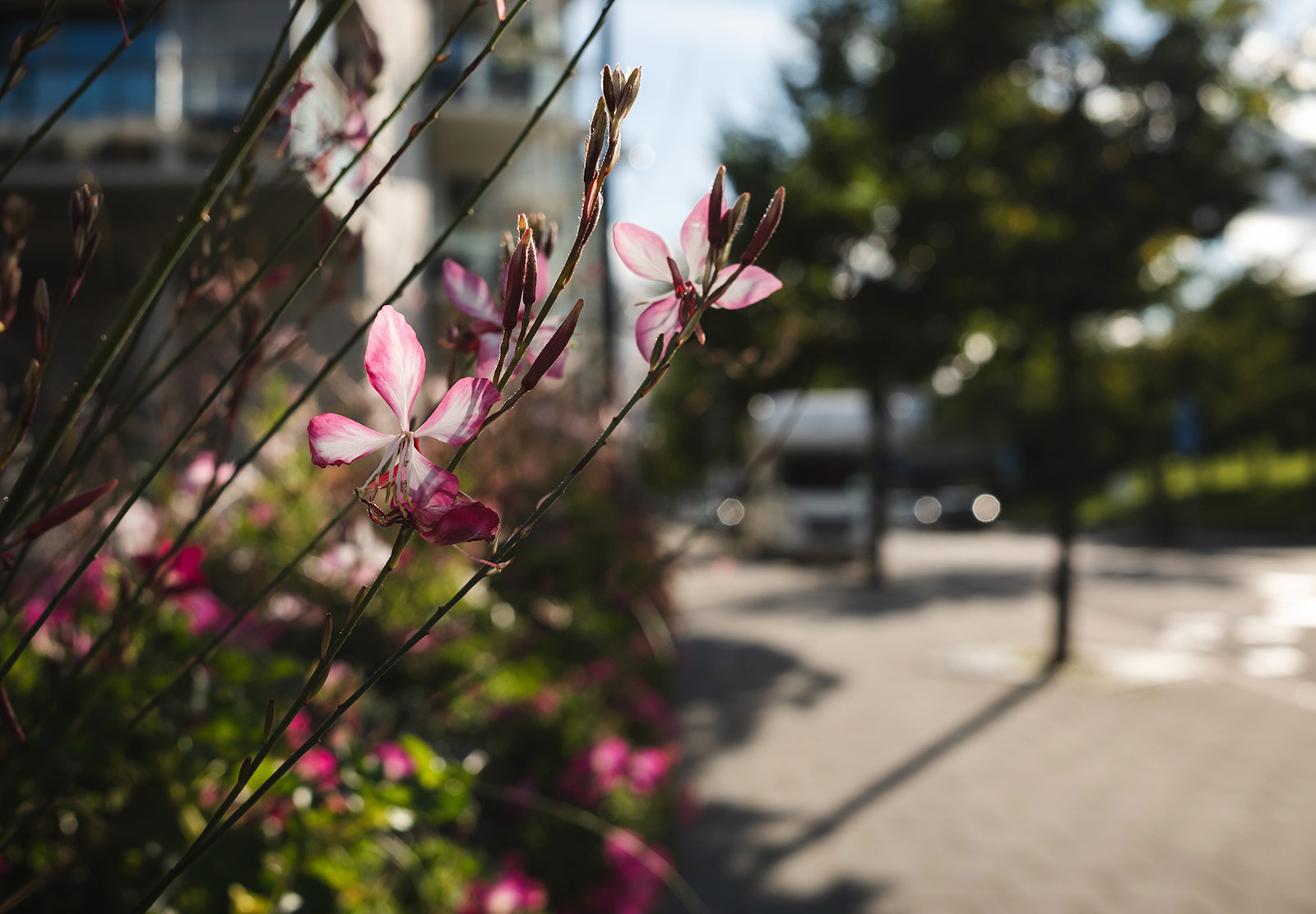 Sun on pink flowers