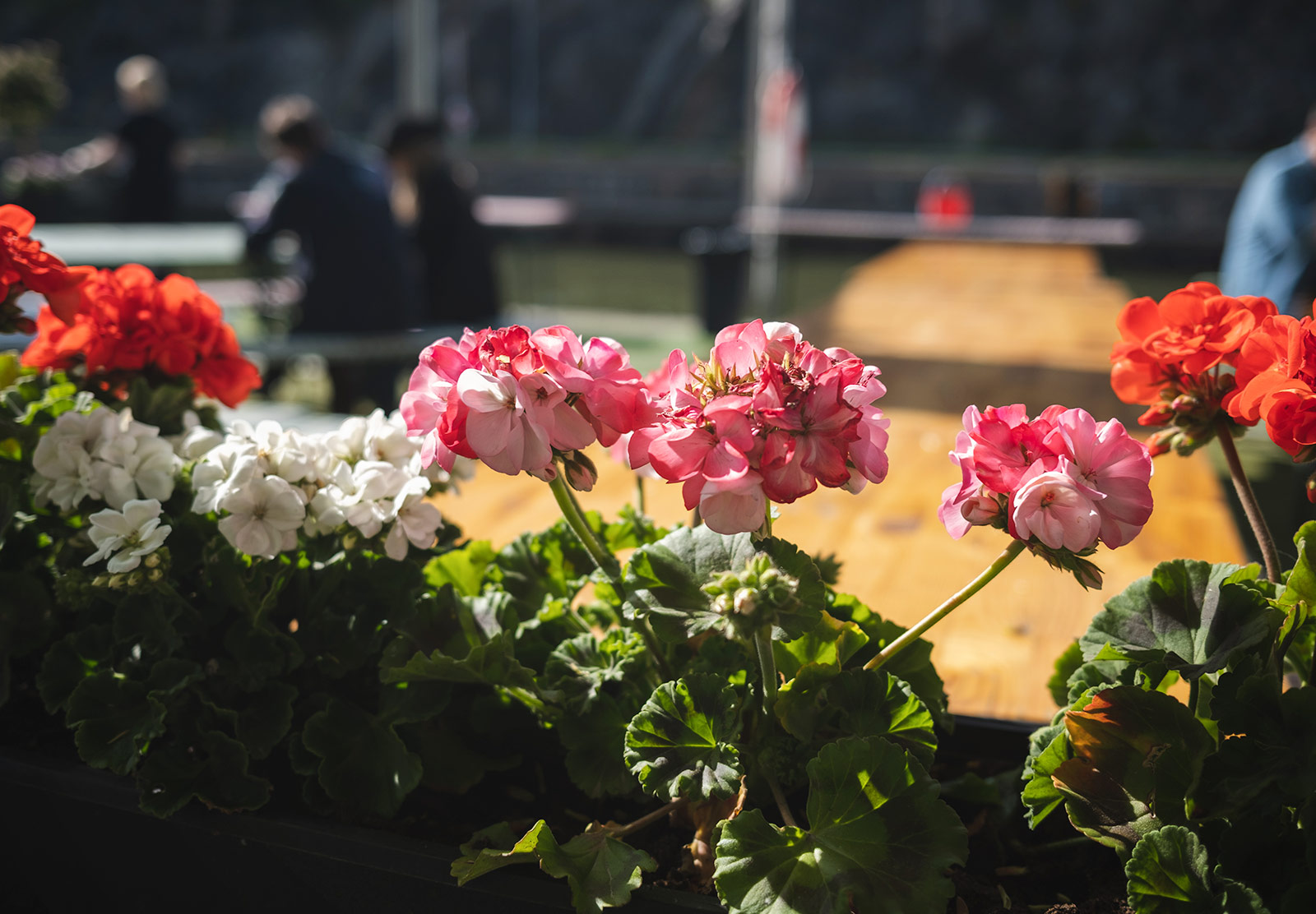 Row of flowers