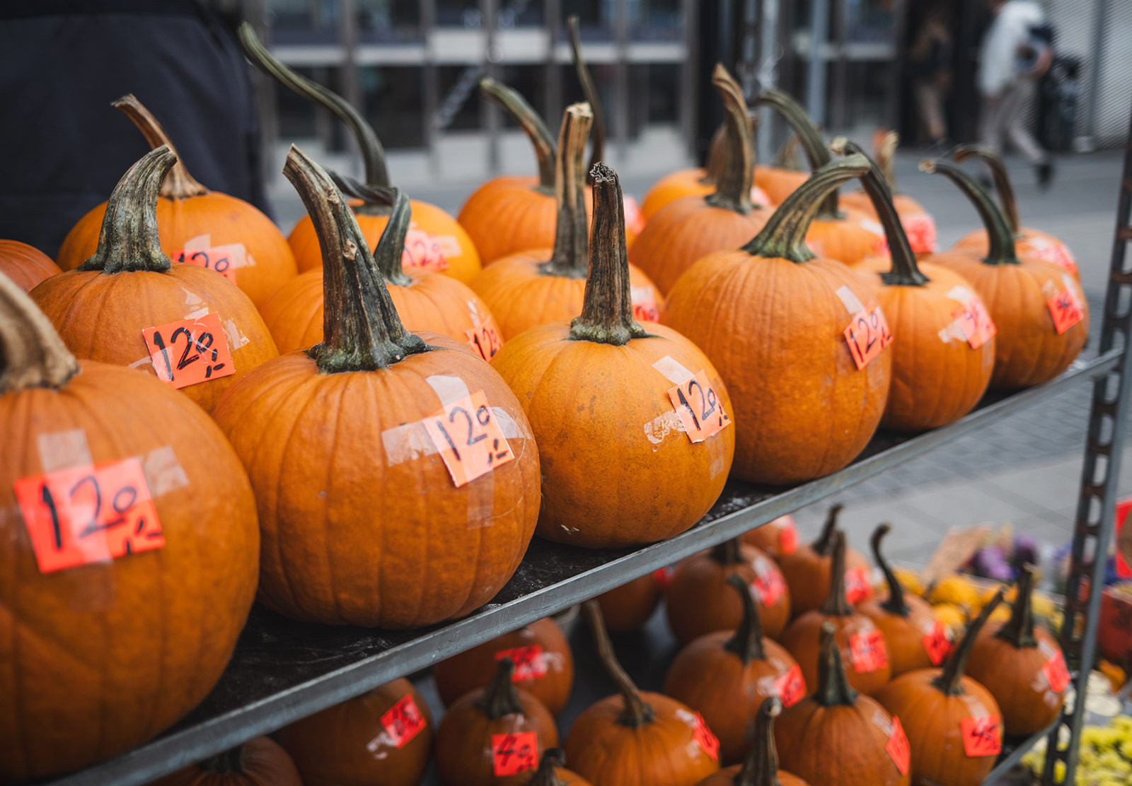 Row of pumpkins on shelf