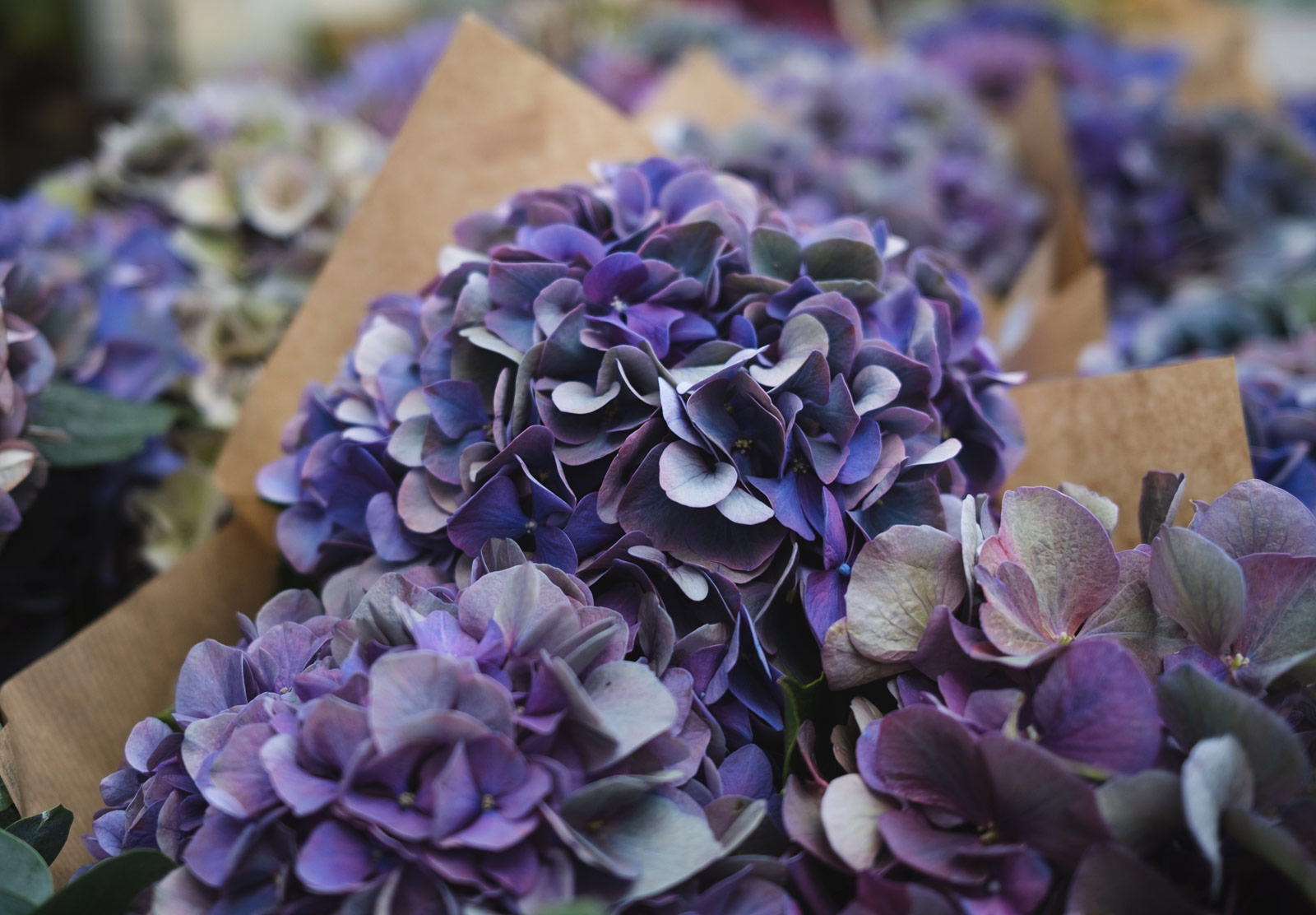 Purple flowers