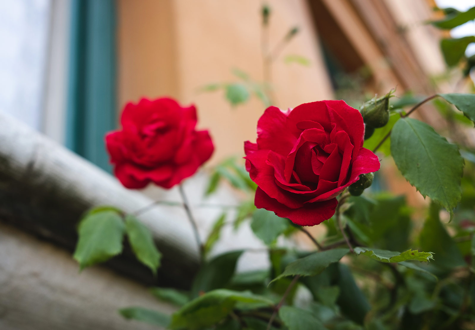 Red roses