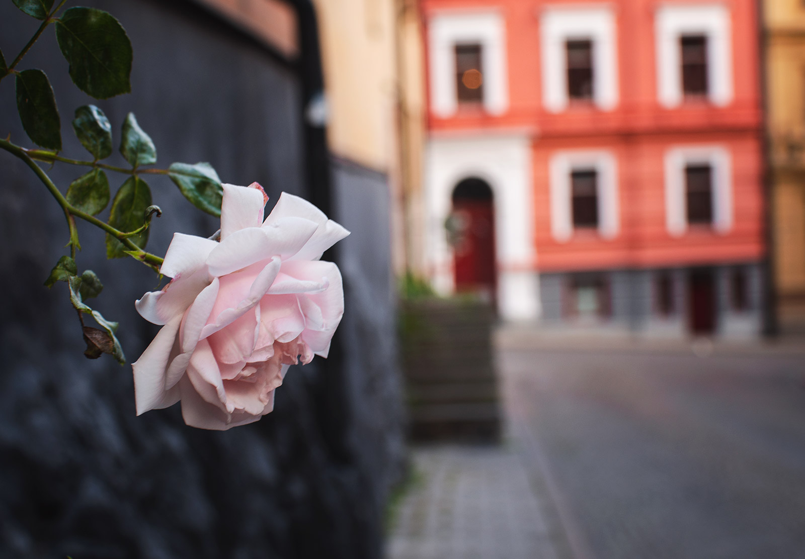 Single pink rose