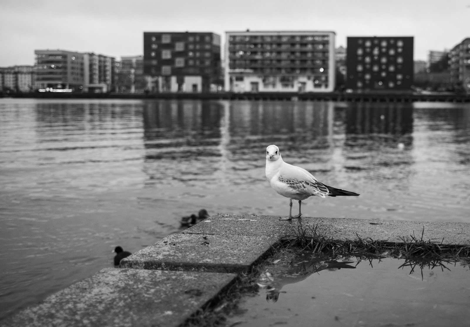 Seagull by the water