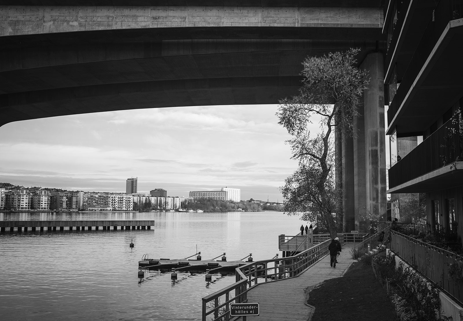 Tree by the water's edge