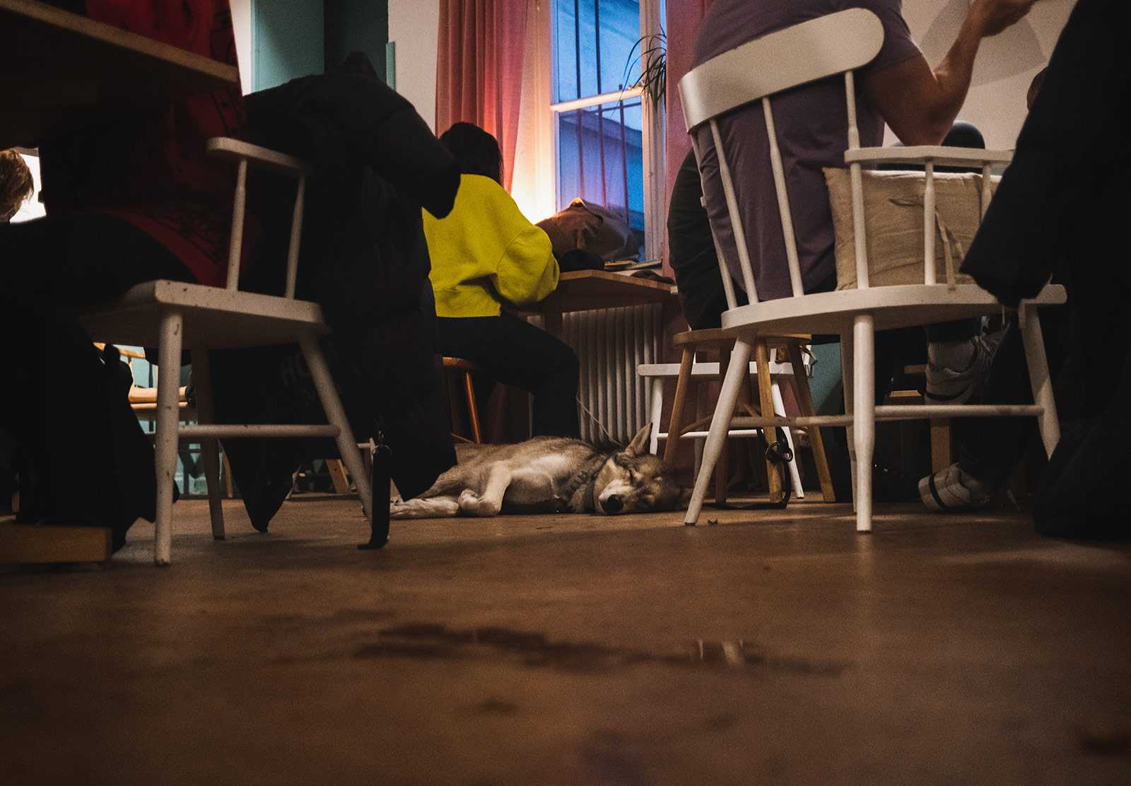 Dog sleeping on the floor