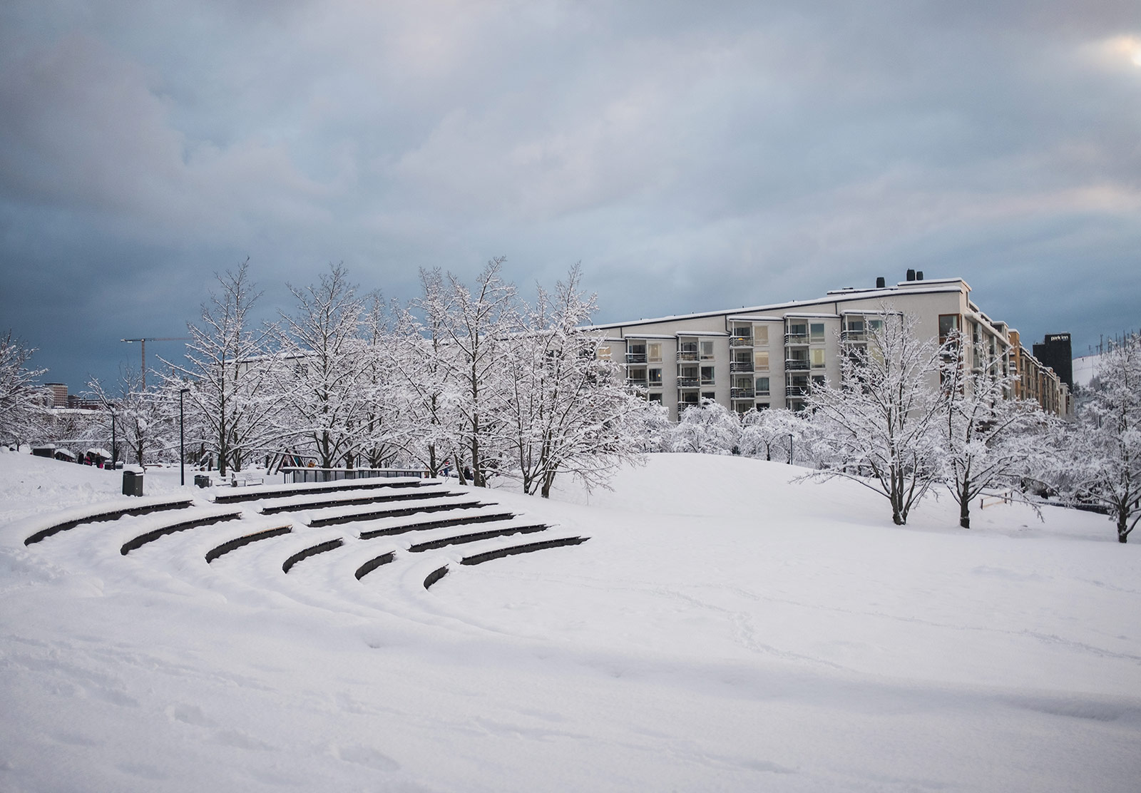 Trees in the snow