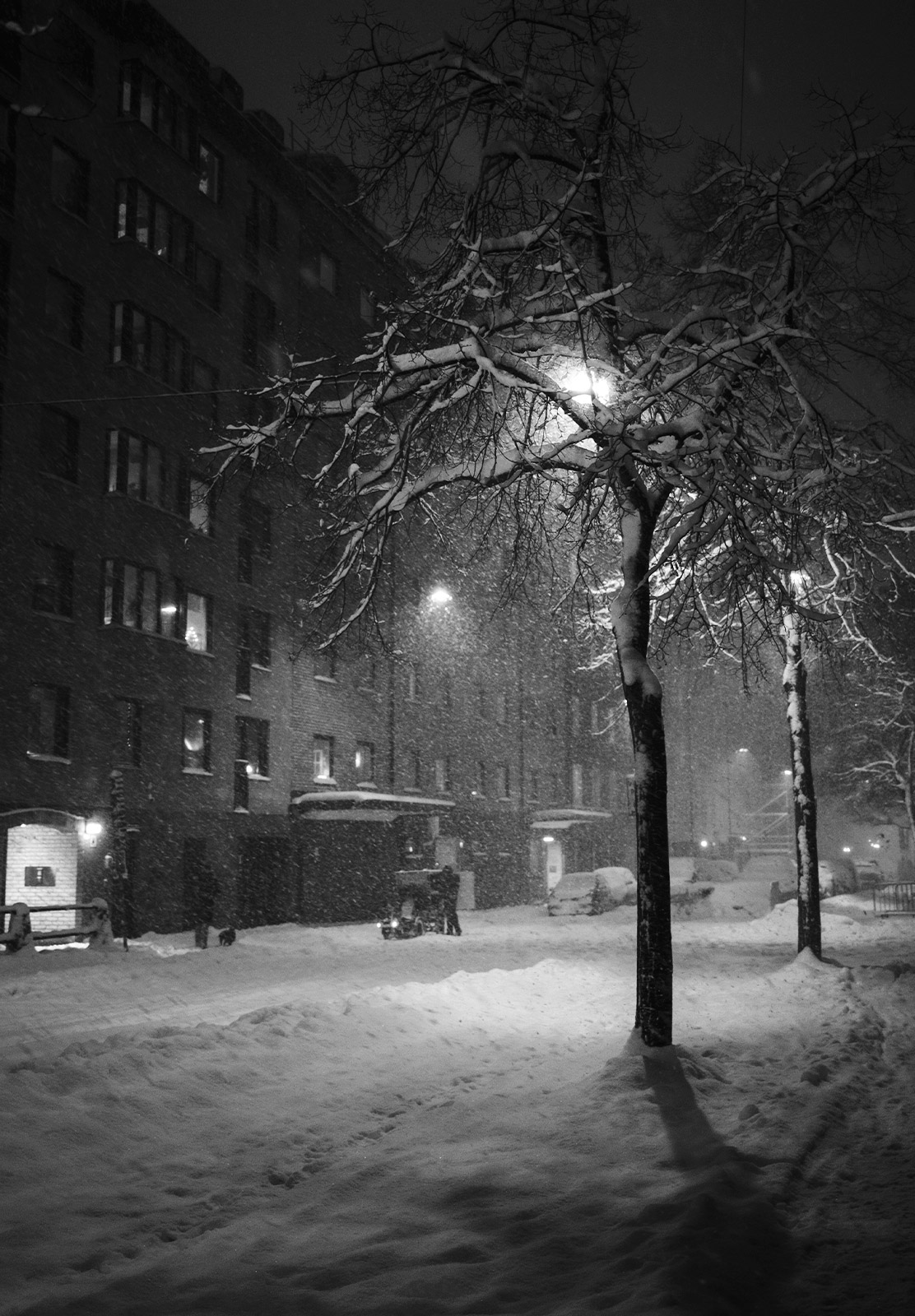 Snow covered tree