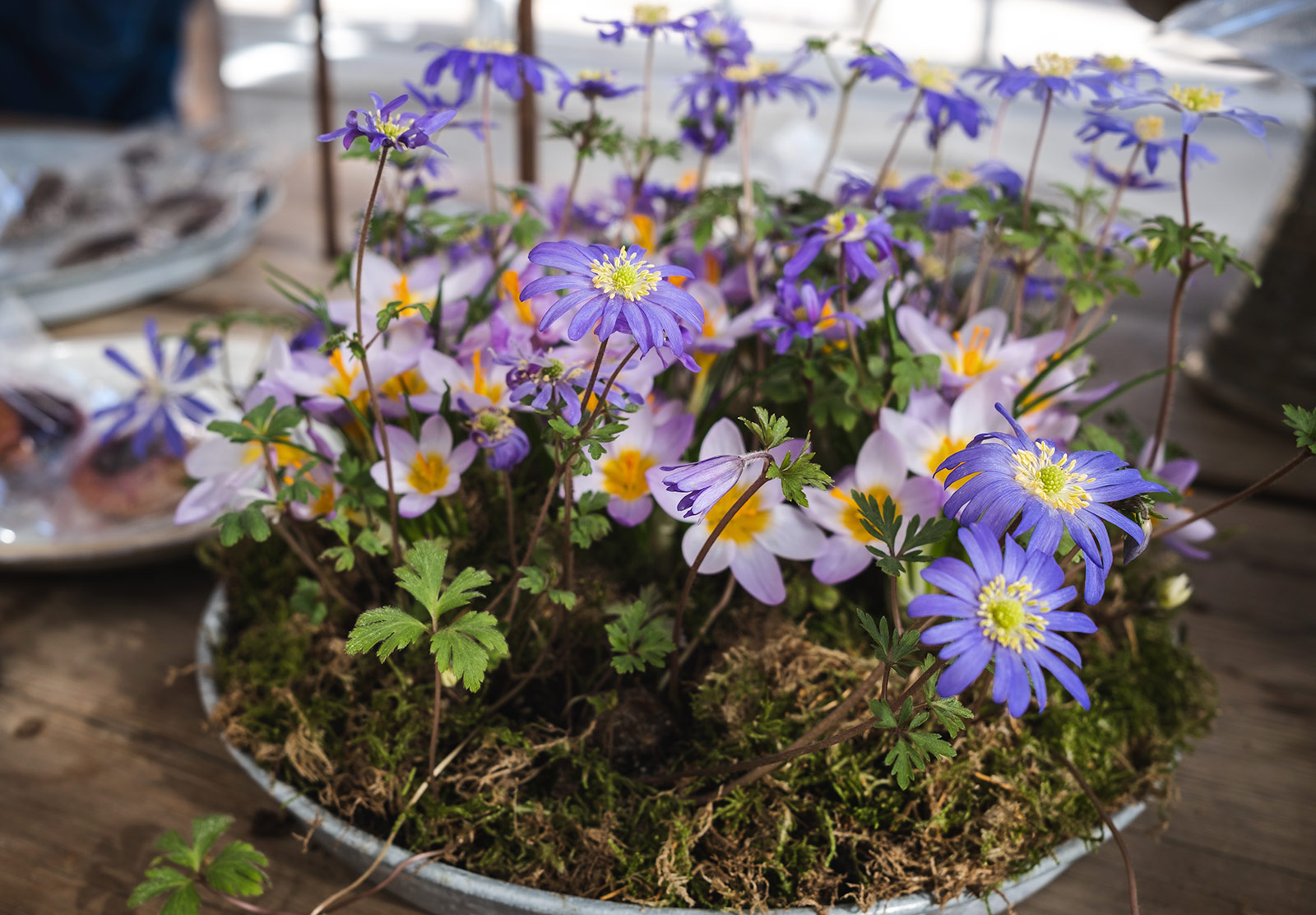 Blue and pink flowers