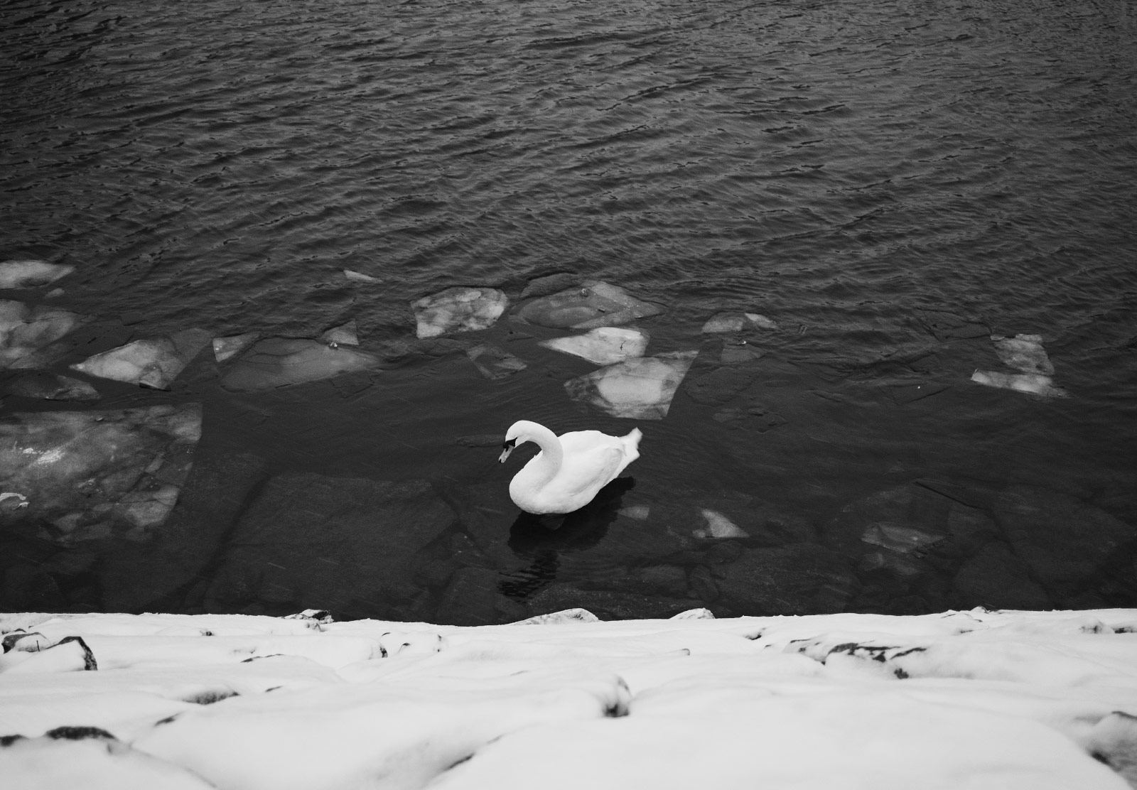 Swam swimming in semi frozen water