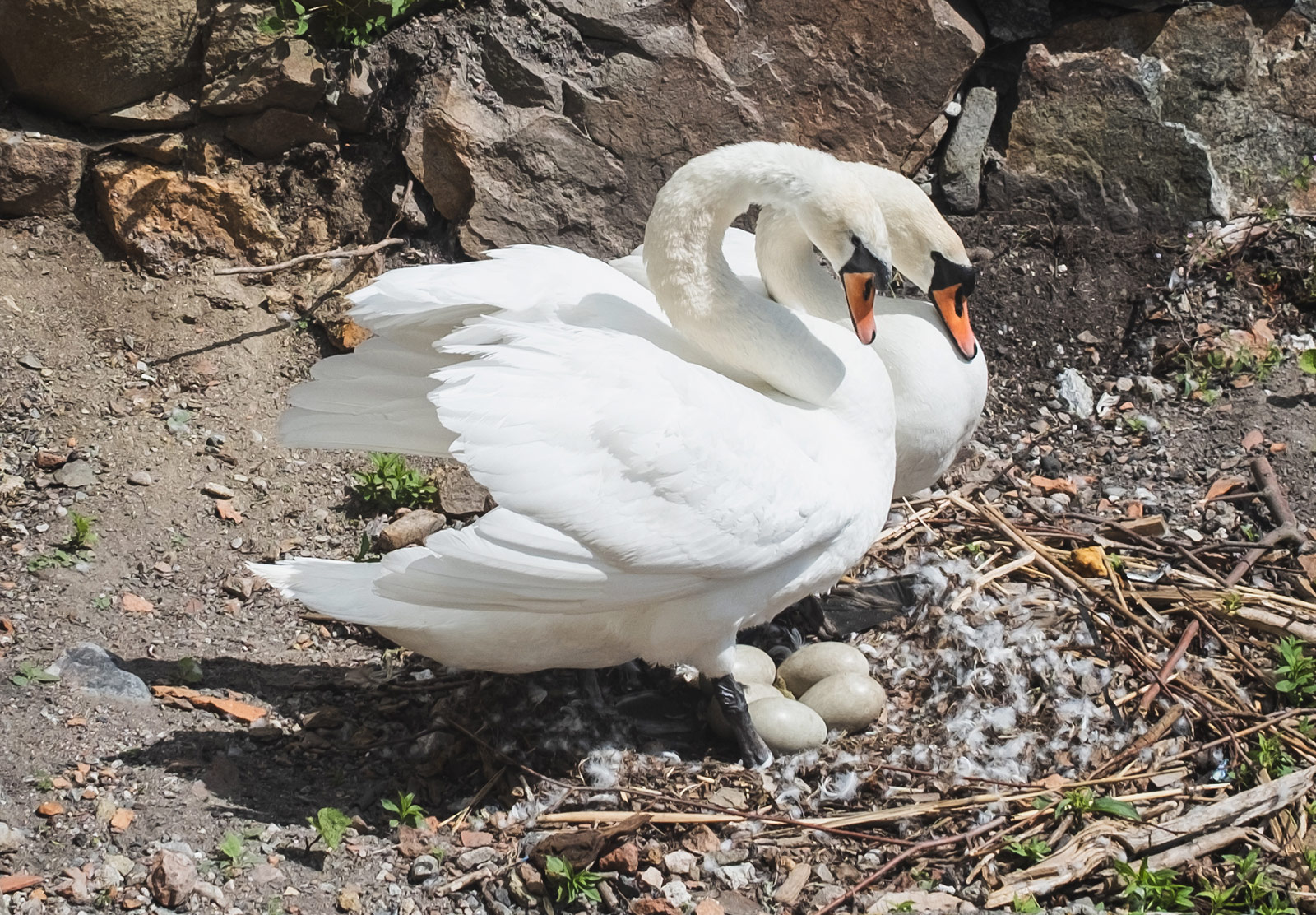Swans protecting eggs in nest