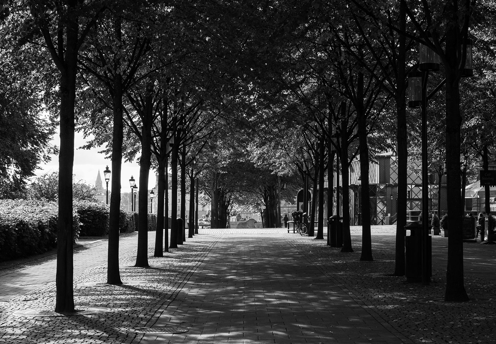 Paths through lines of trees