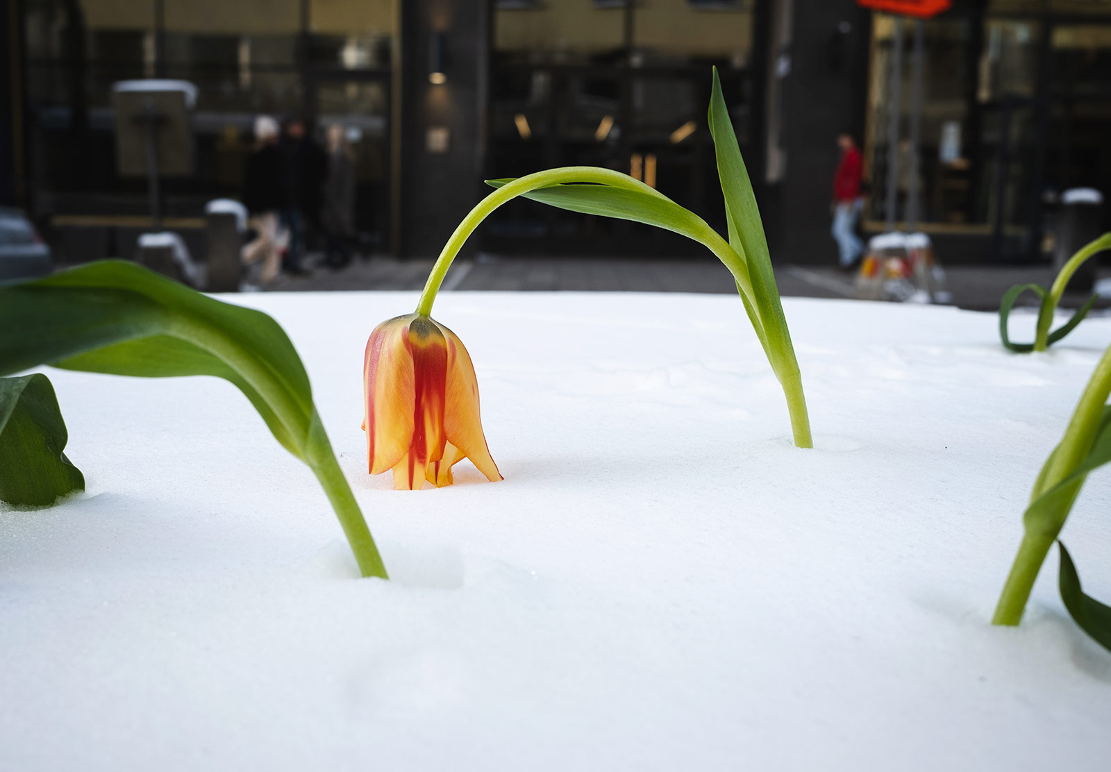 Orange tulip in the snow