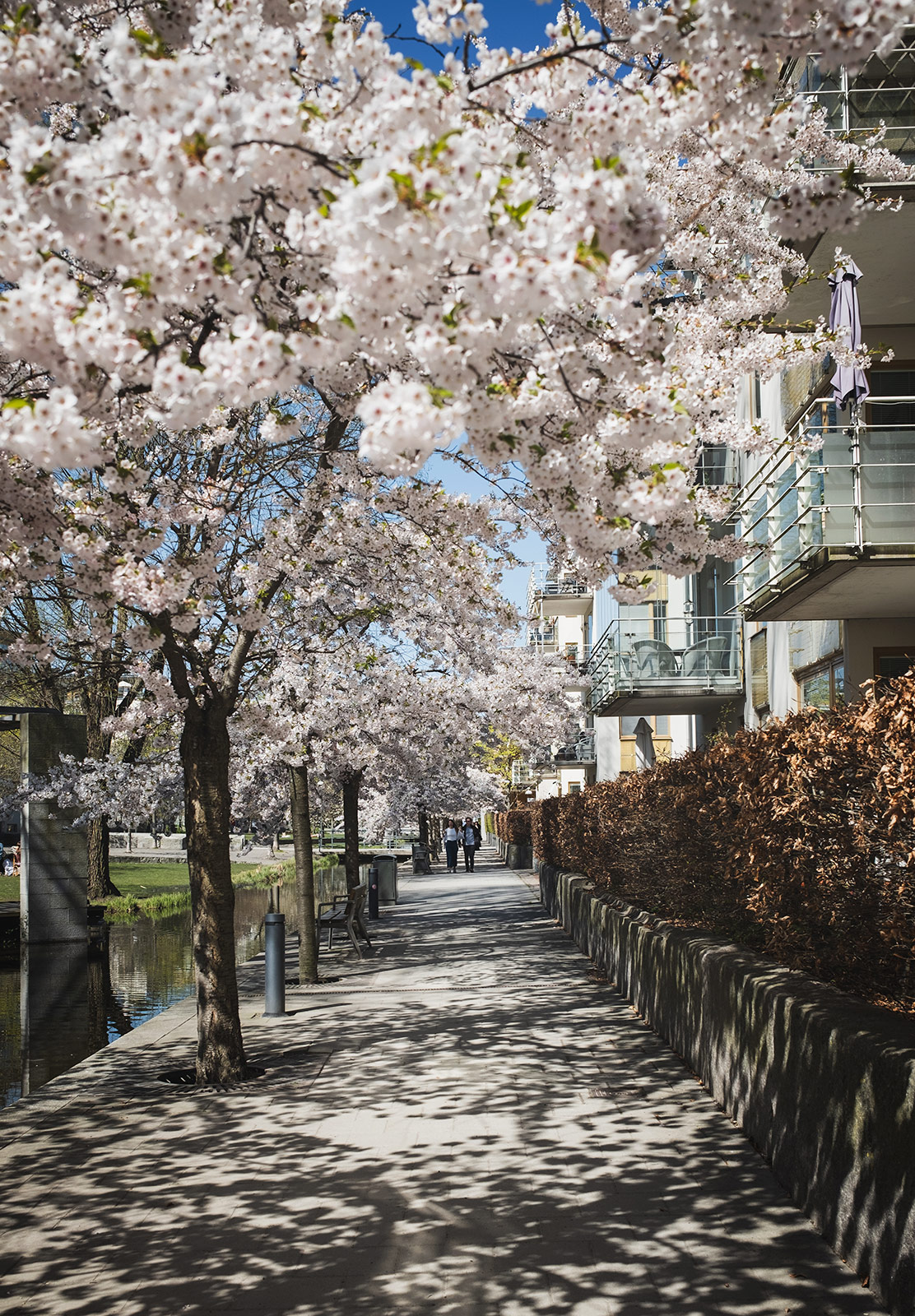 Blossom trees creating dappled shade