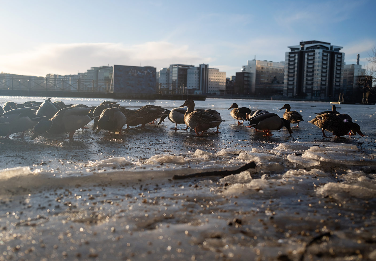 Ducks feeding on ice