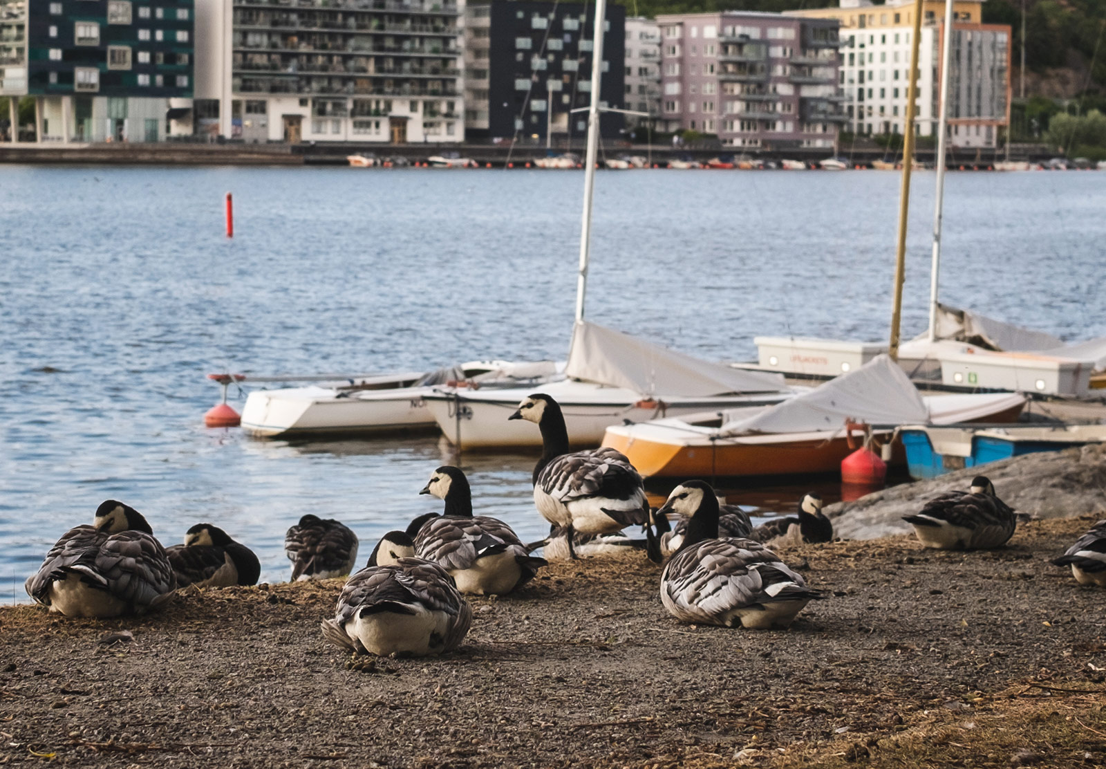 Group of geese