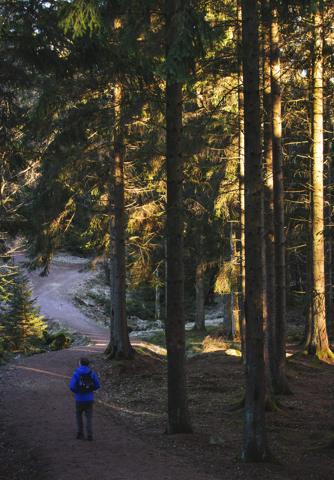 Man walking through tall trees