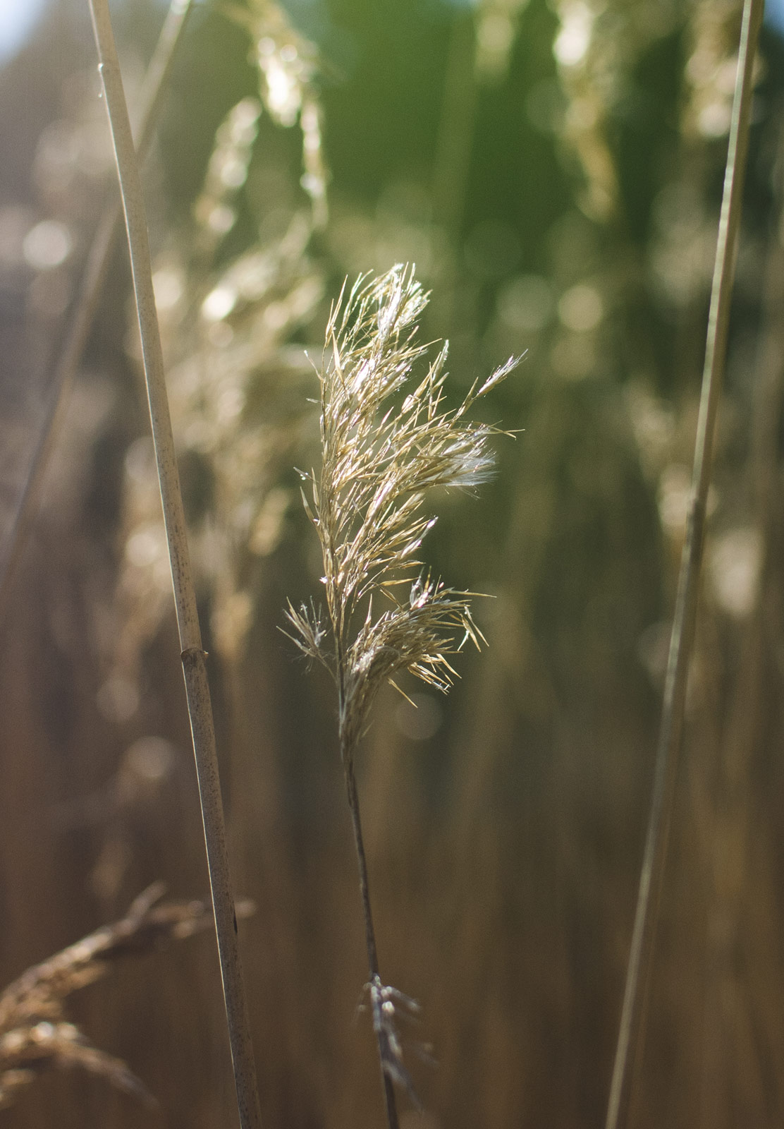 Reeds in the sun