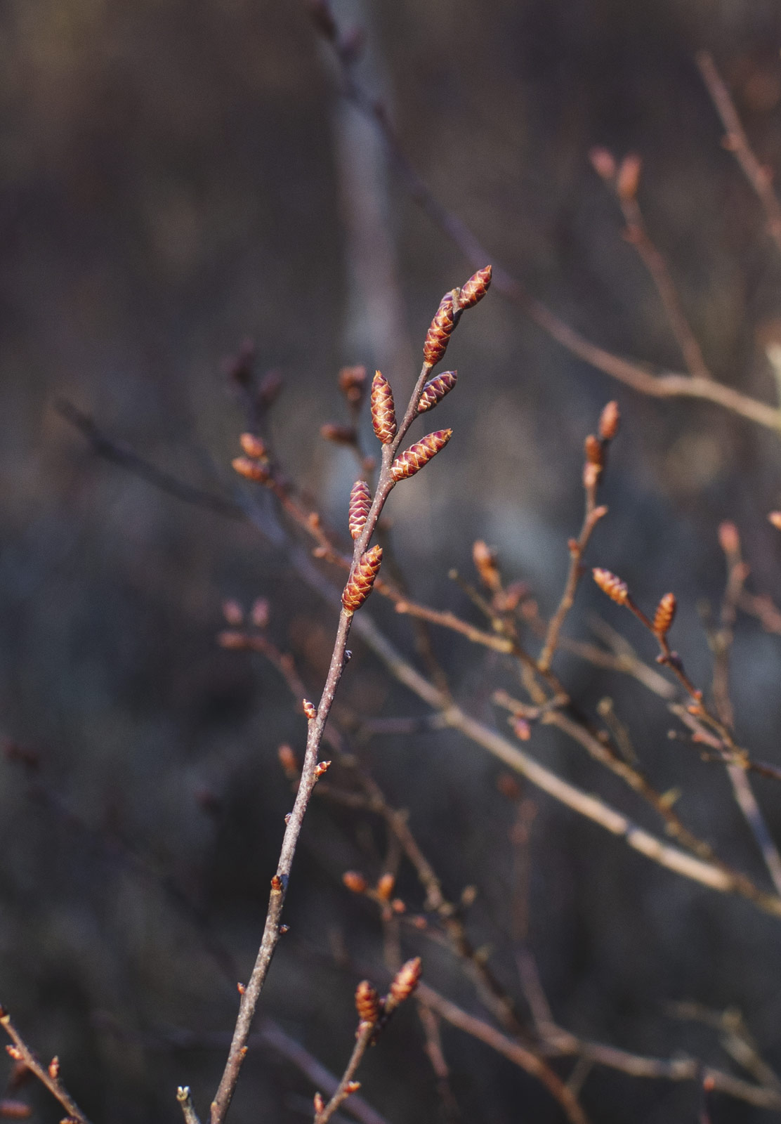 Buds in the sun