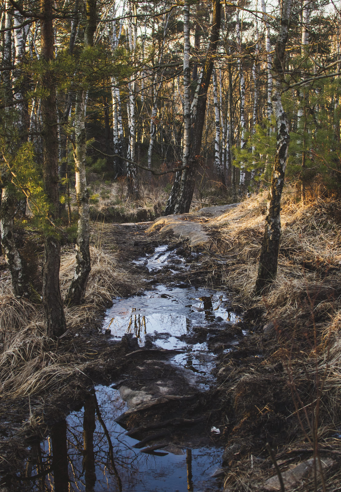 Water on trail