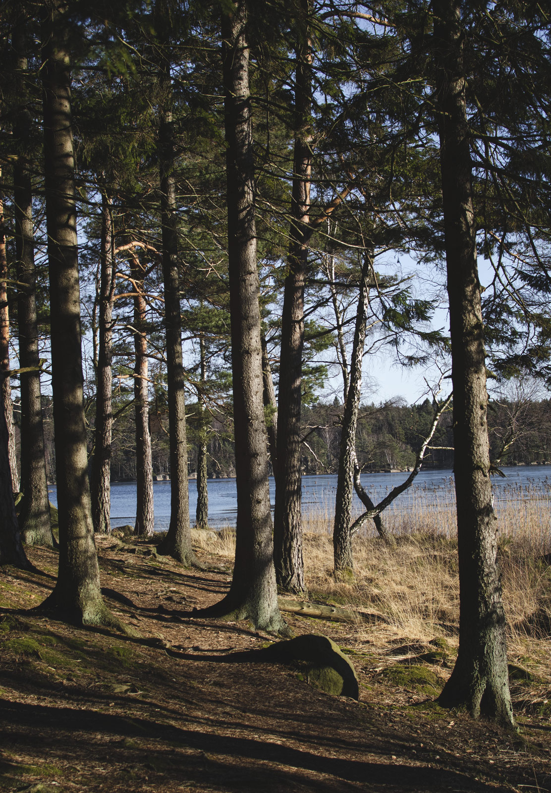 View of lake through trees
