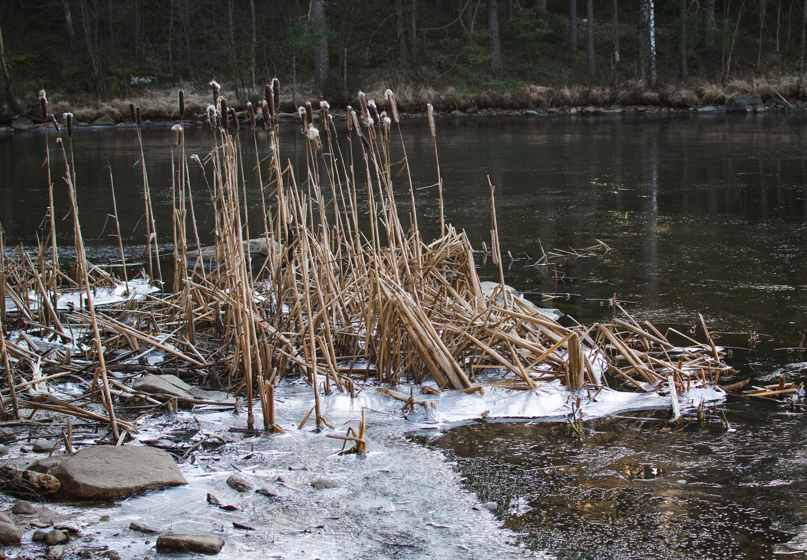 Frozen reeds