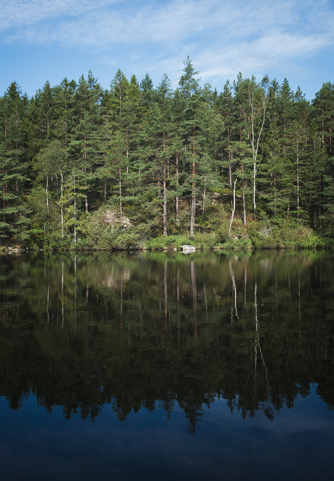 Reflection of trees in water