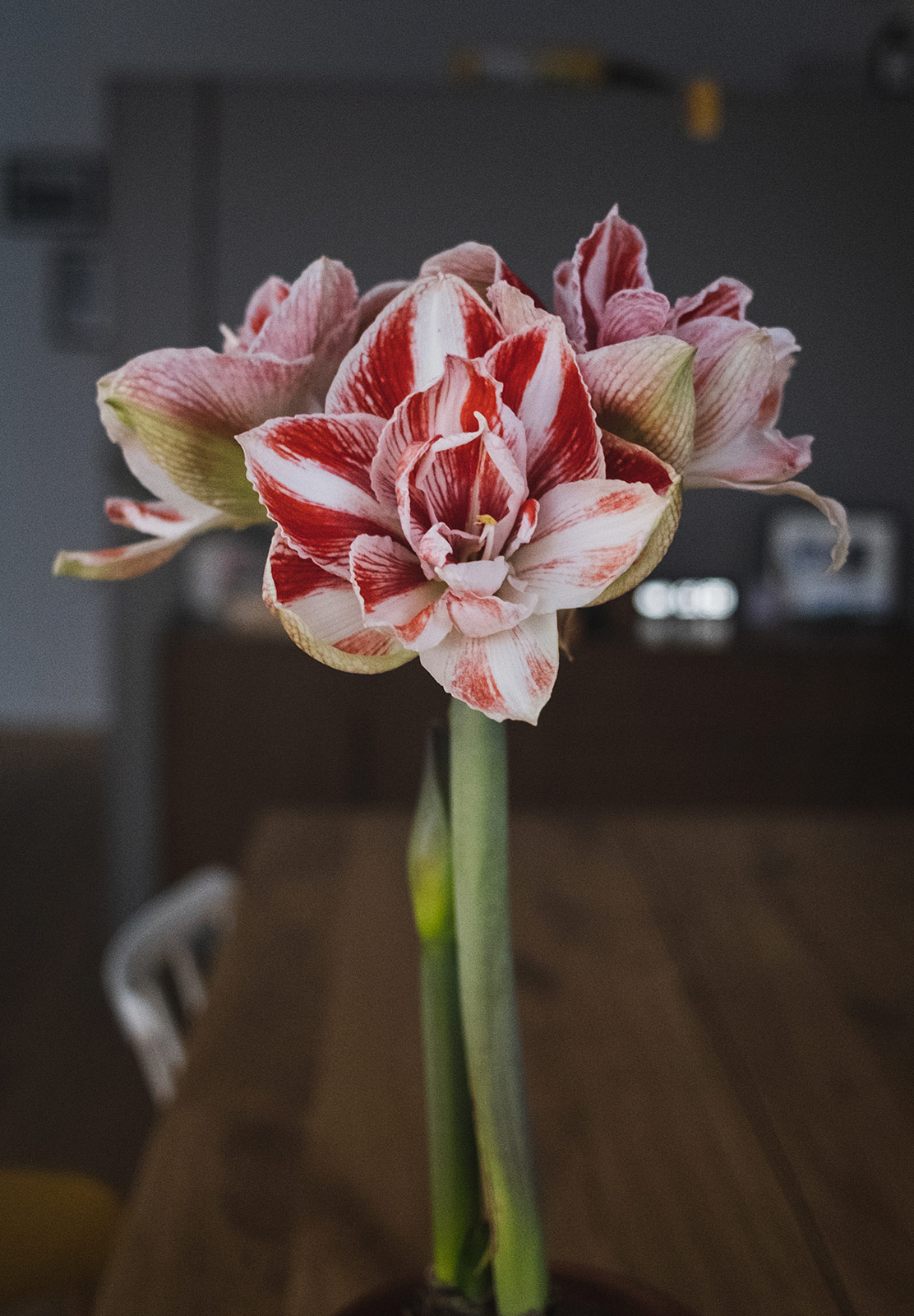Stripey flower petals