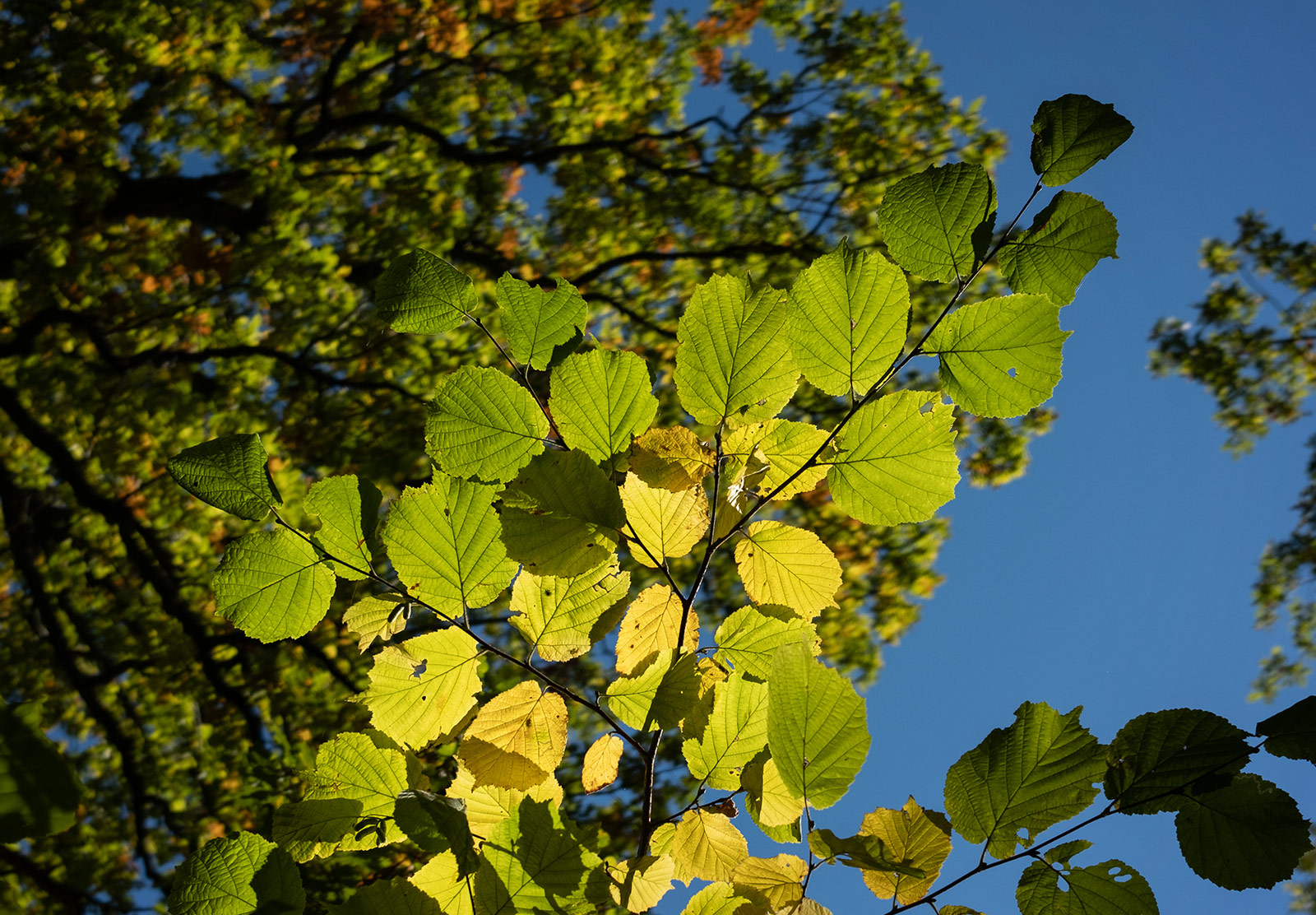 Leaves turning yellow