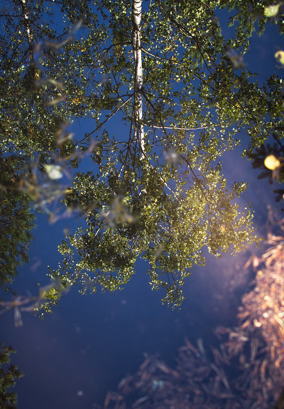 Reflection of tree in puddle