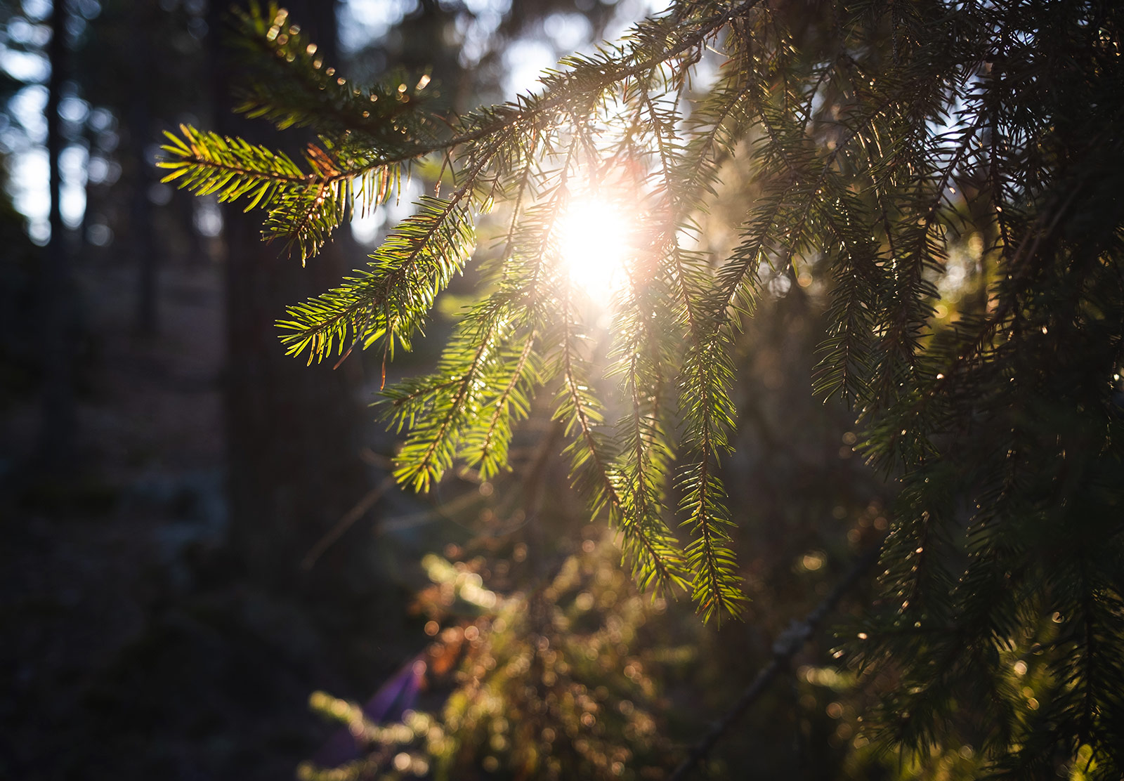 Sun shining through pine needles