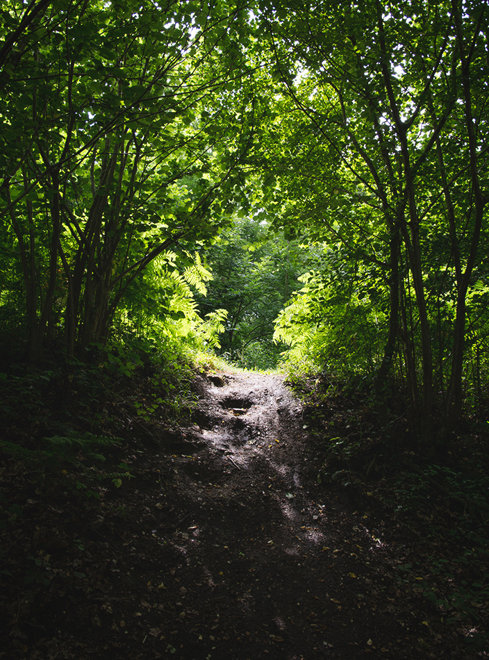 Sunny forest path