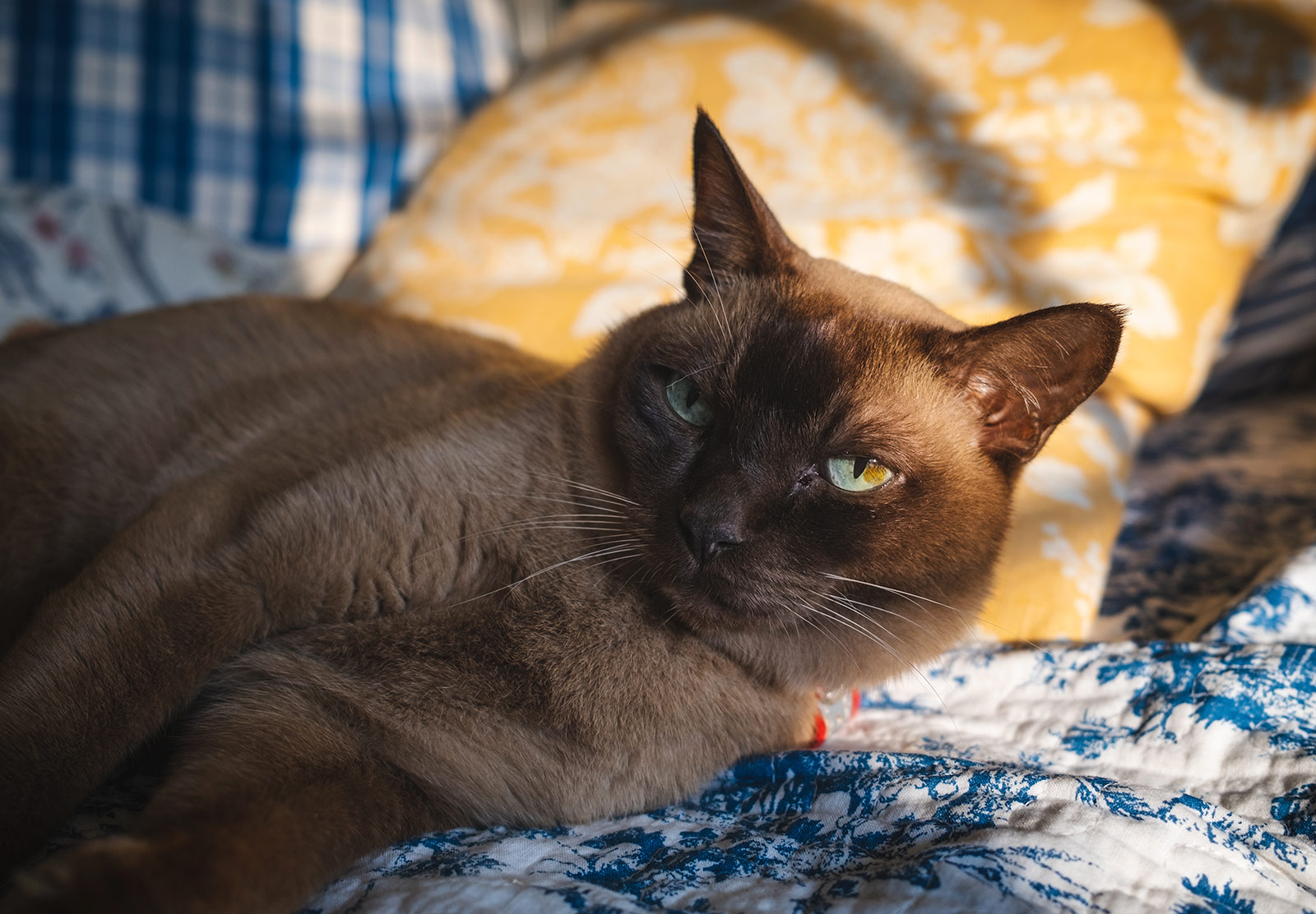 Cat laying in the sun