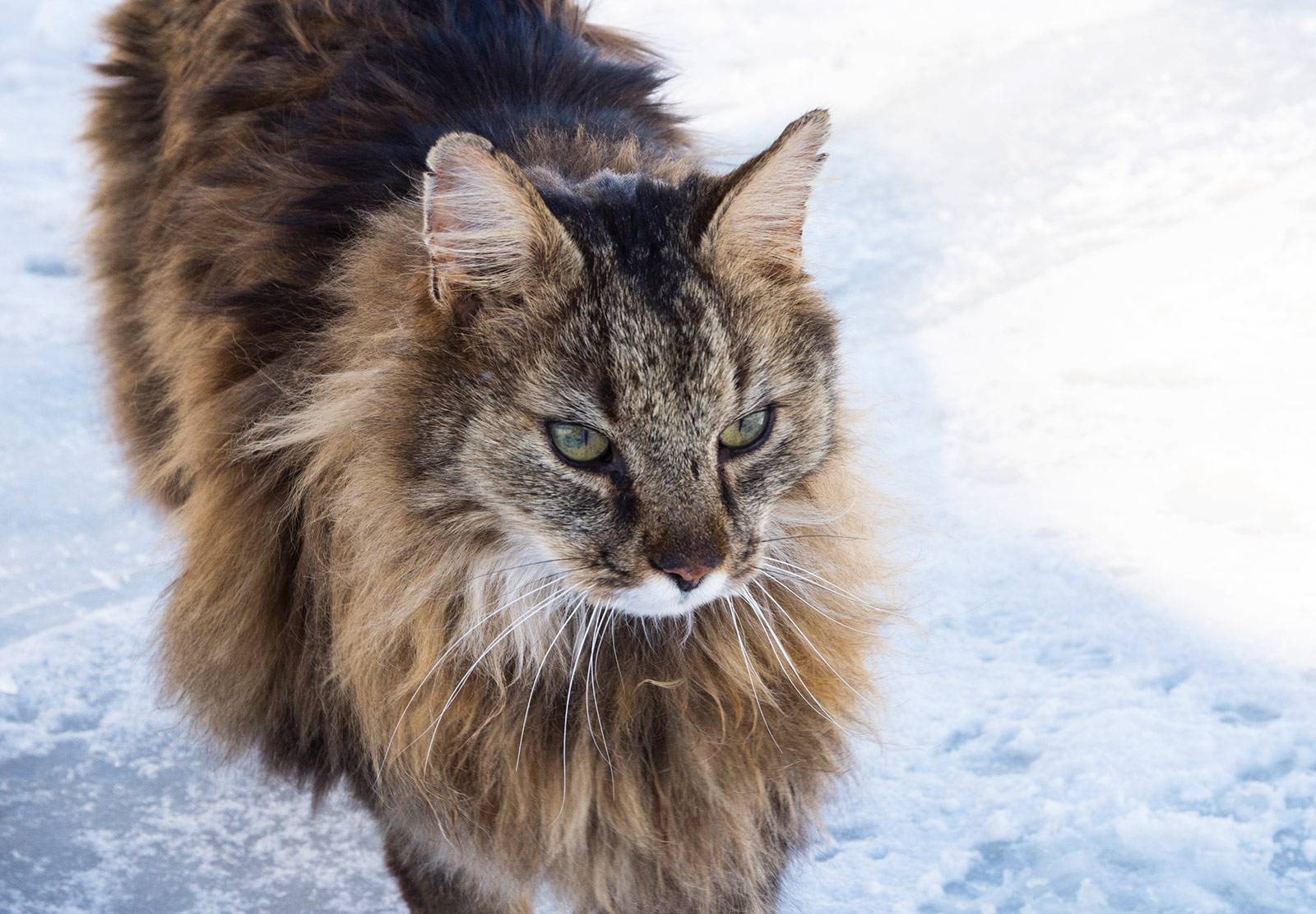 Brown fluffy cat
