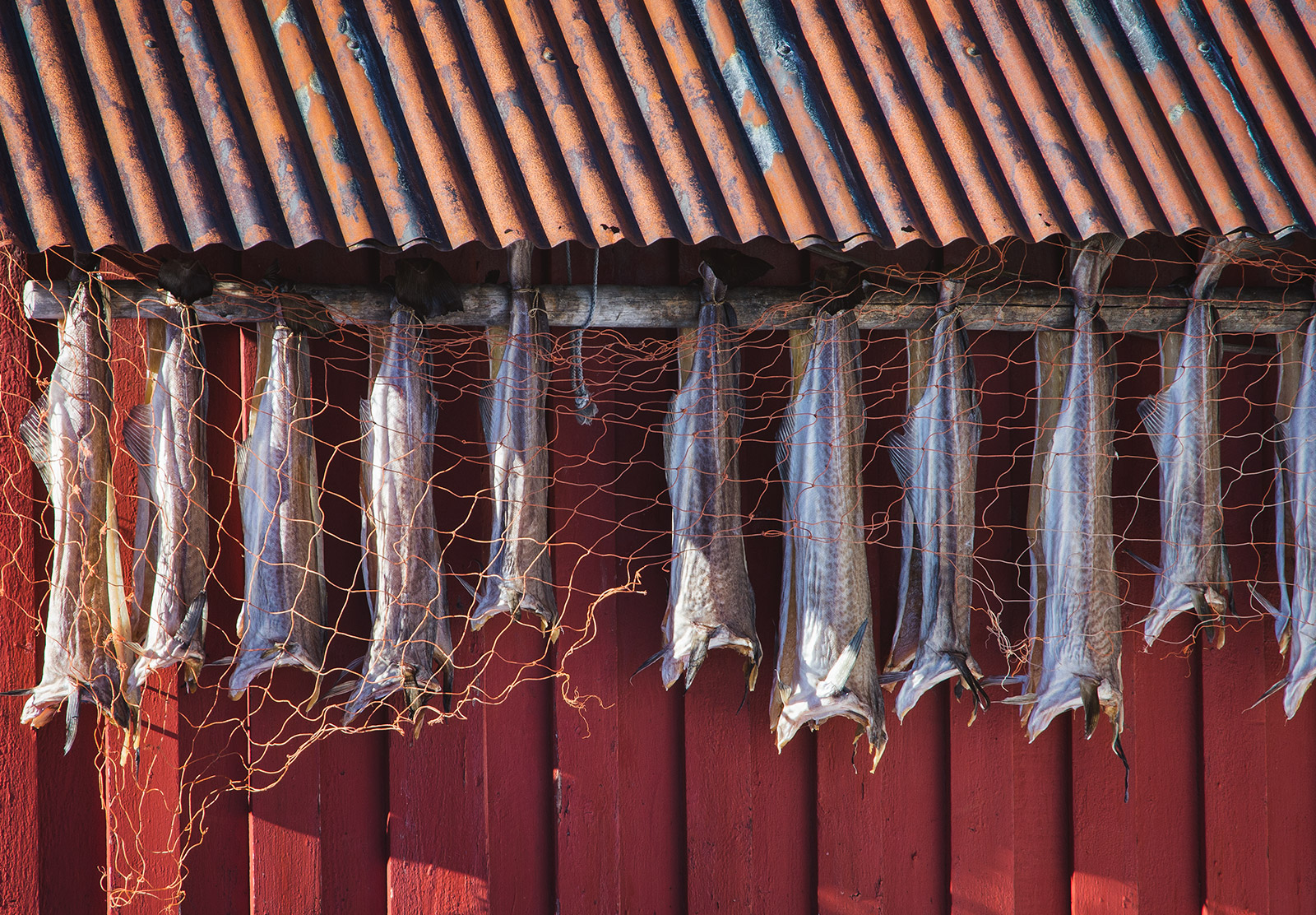 Cod hanging off roof