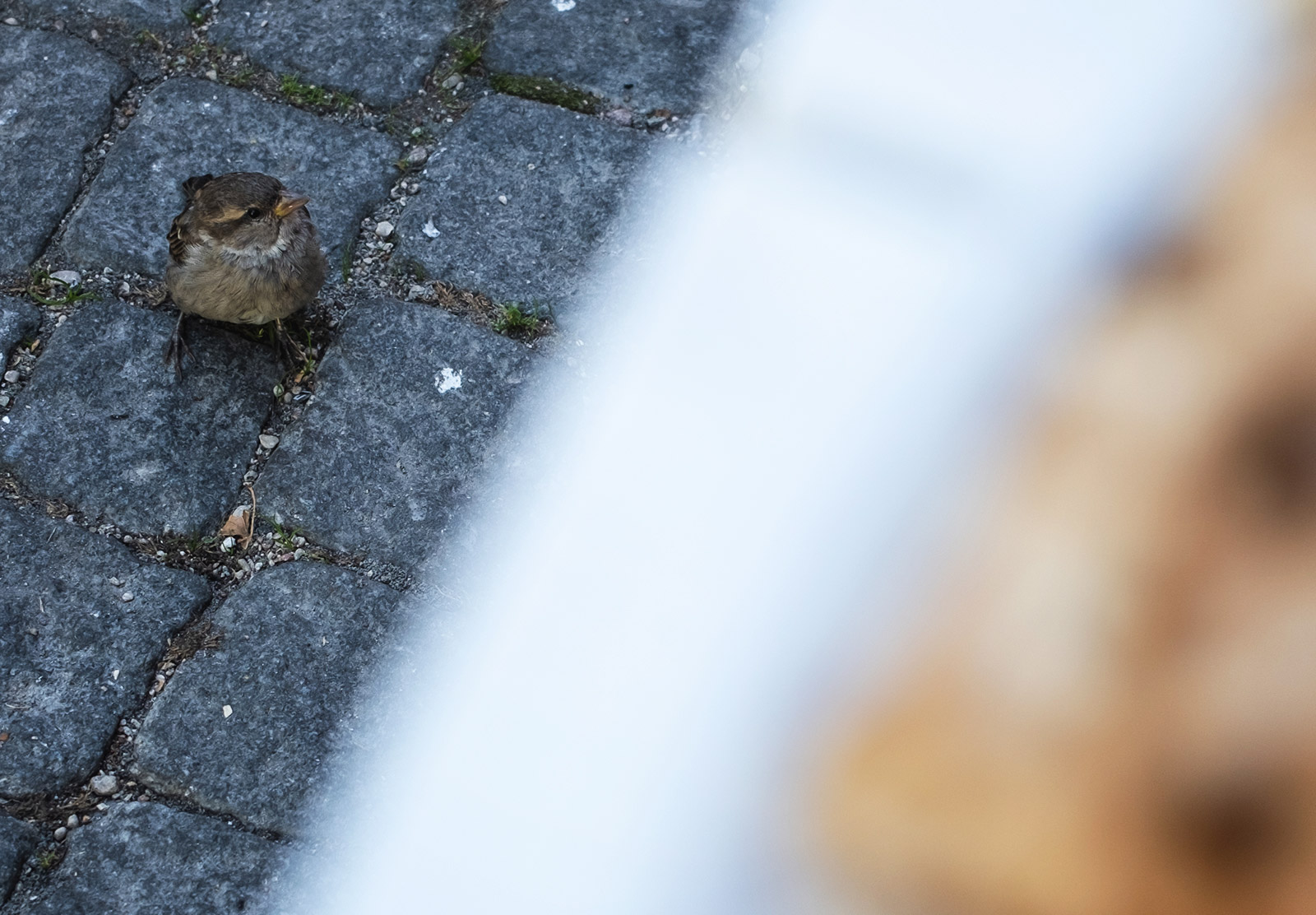 Sparrow looking at table