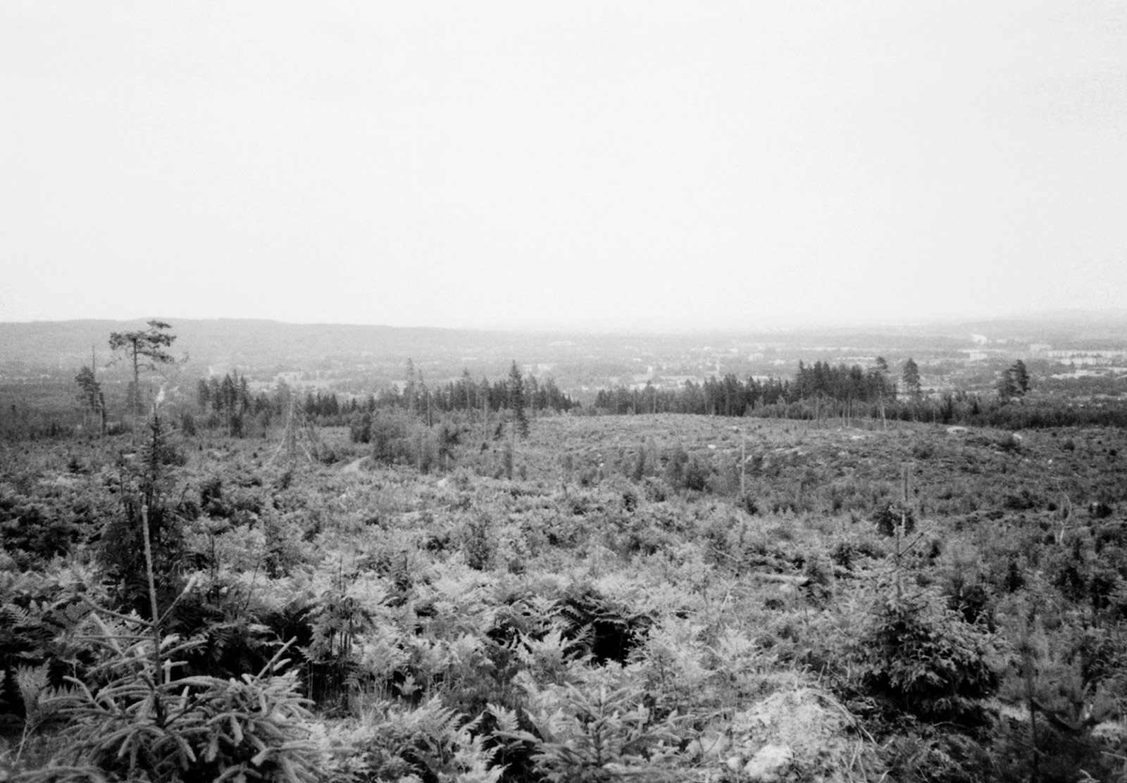 View over trees