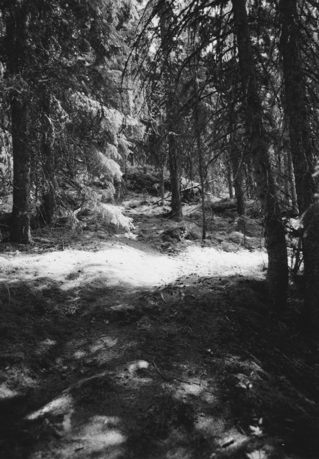 Patch of sunlight in trees