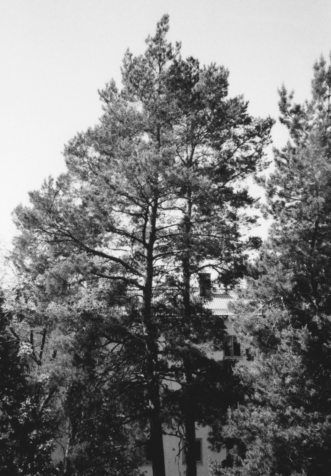 Building behind tree