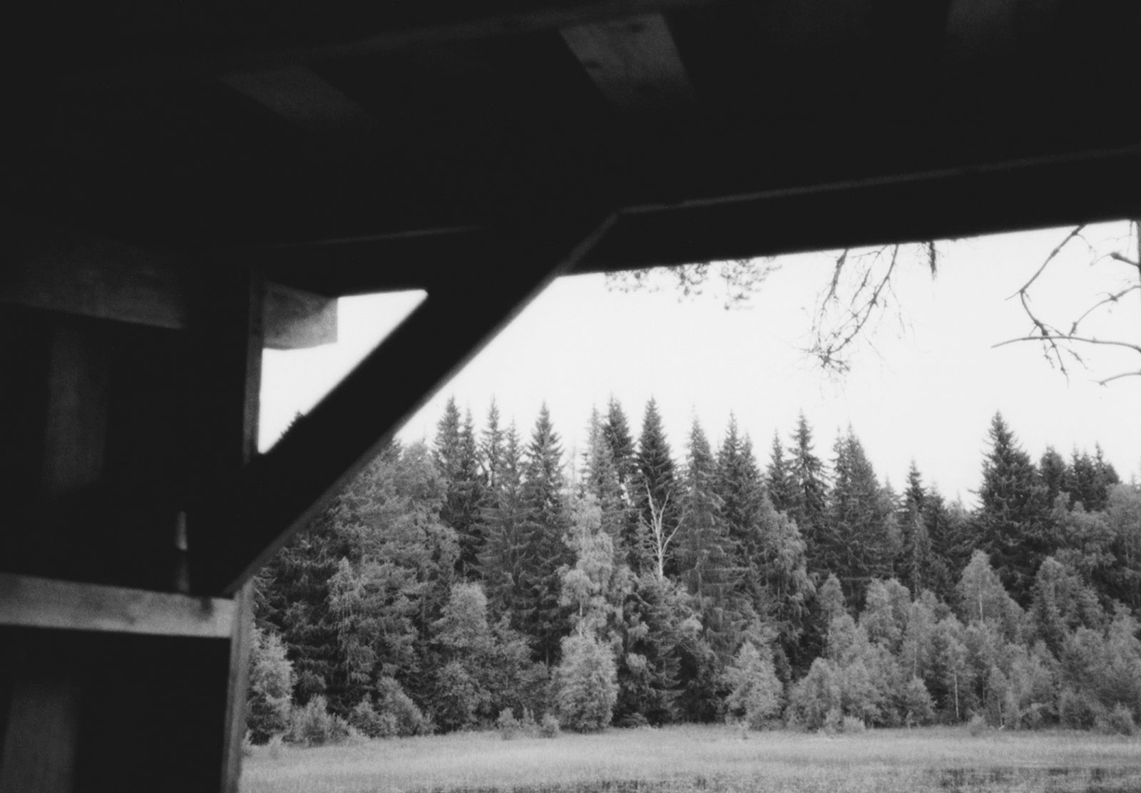 View of trees from cabin