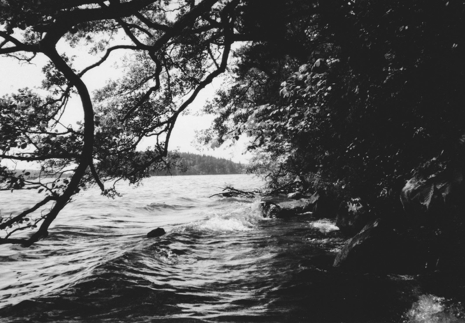 Branches over water