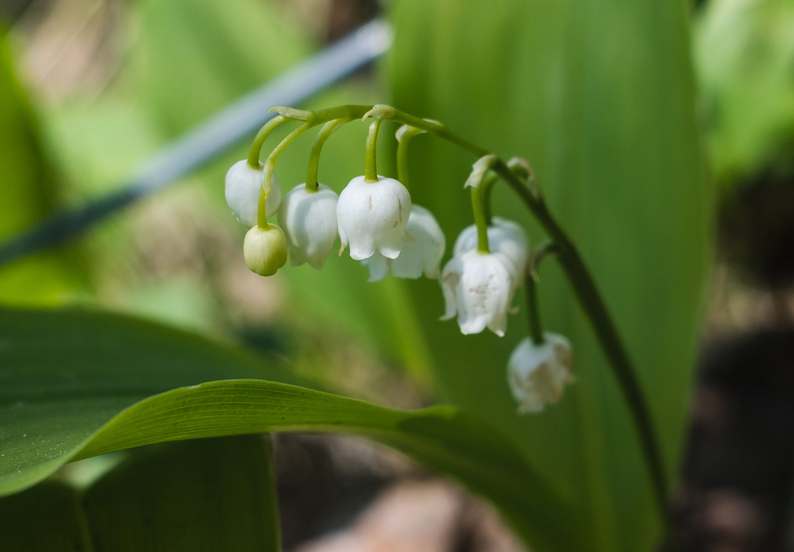 White bell shaped flowers