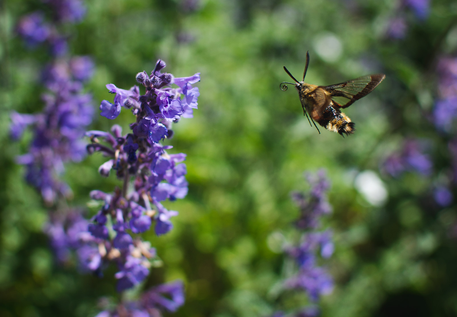 Purple flowers