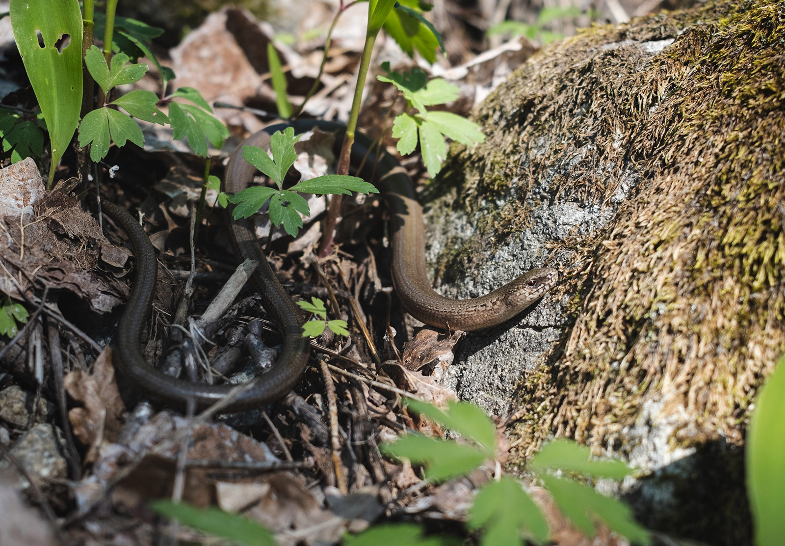 Slow worm on rock