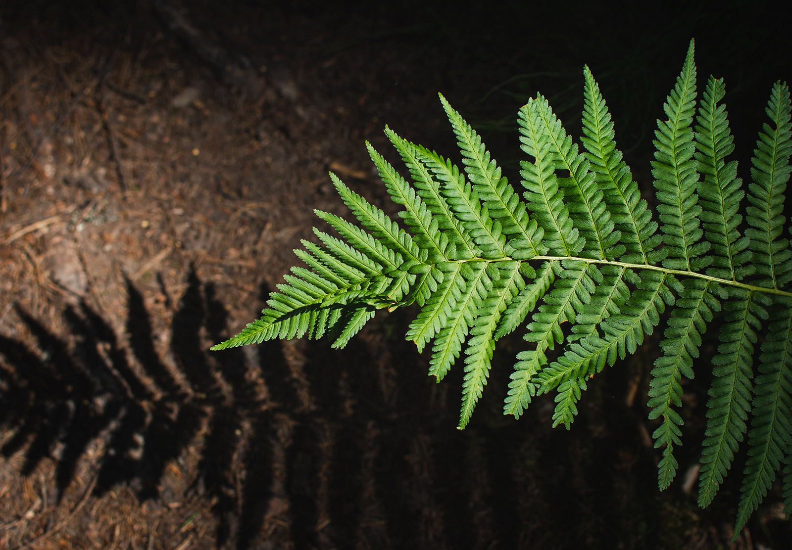 Green fern leaf