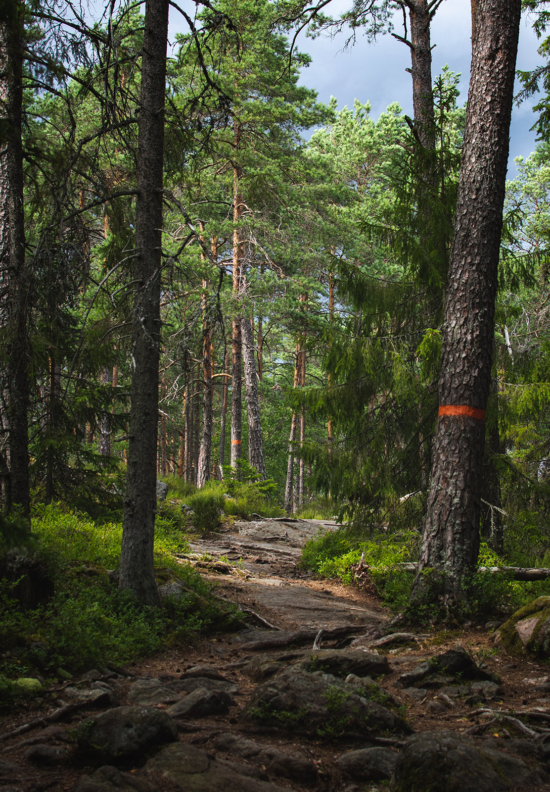 Shady forest trail