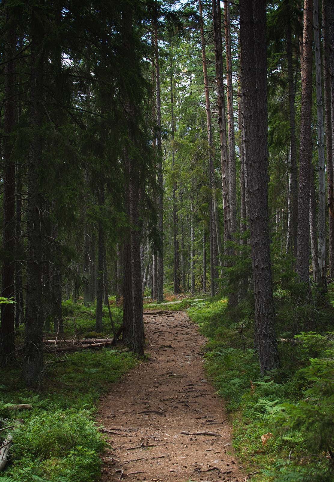 Dark forest
